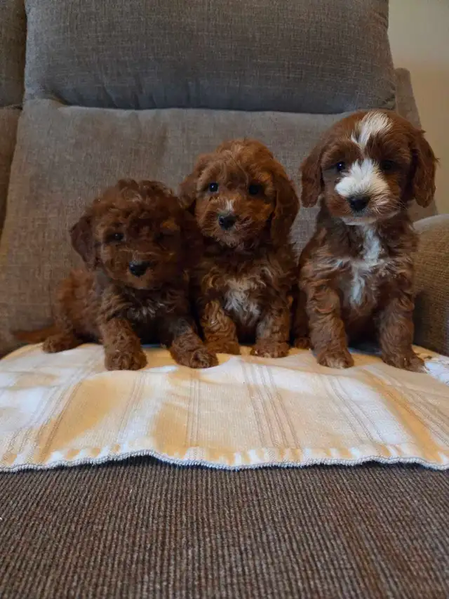 Adorable minature cockapoo puppies