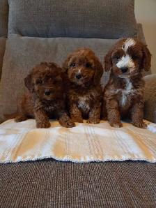 Adorable minature cockapoo puppies