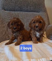 Adorable minature cockapoo puppies - Photo 2