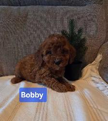 Adorable minature cockapoo puppies - Photo 3