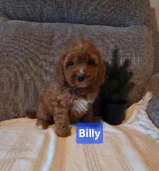 Adorable minature cockapoo puppies - Photo 4