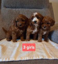Adorable minature cockapoo puppies - Photo 5