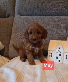 Adorable minature cockapoo puppies - Photo 6