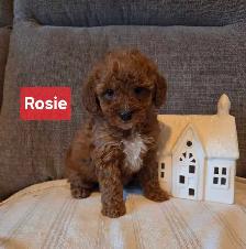 Adorable minature cockapoo puppies - Photo 7