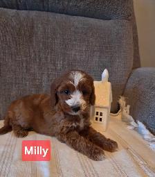 Adorable minature cockapoo puppies - Photo 8