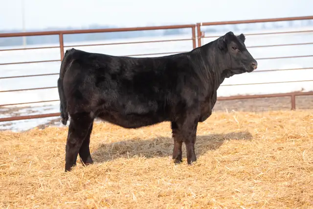 Black Limousin Heifers for Sale