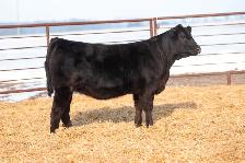 Black Limousin Heifers for Sale