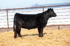 Black Limousin Heifers for Sale - Photo 2