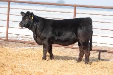 Black Limousin Heifers for Sale - Photo 3