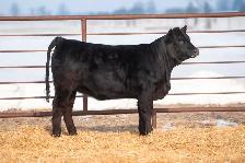 Black Limousin Heifers for Sale - Photo 4