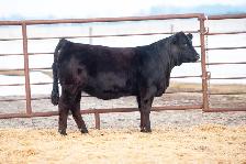 Black Limousin Heifers for Sale - Photo 5