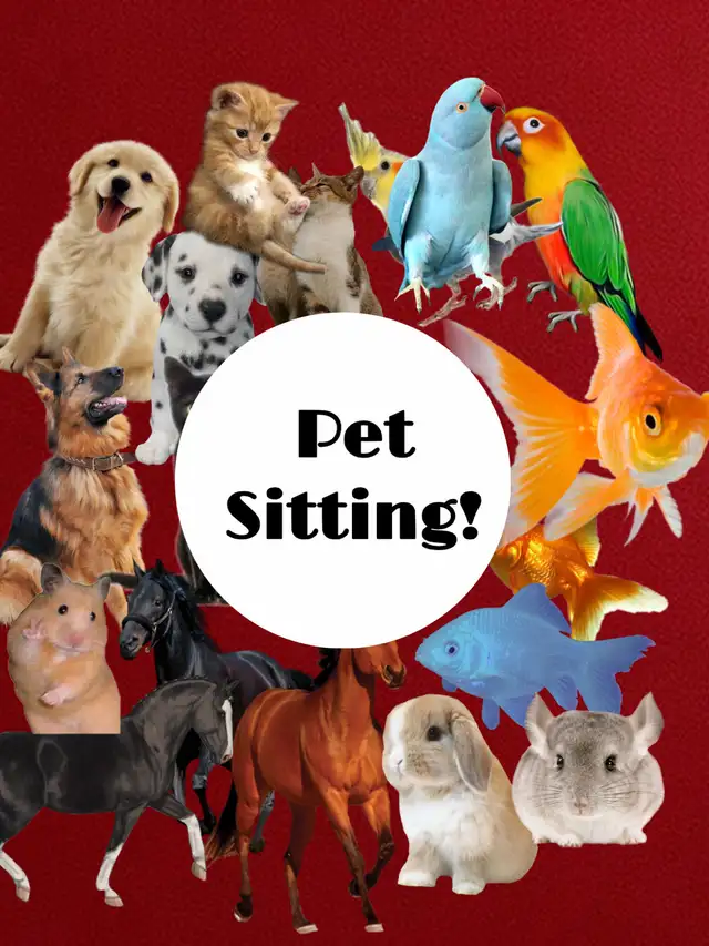 pet sitting!