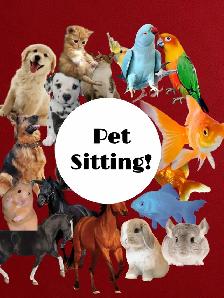 pet sitting!