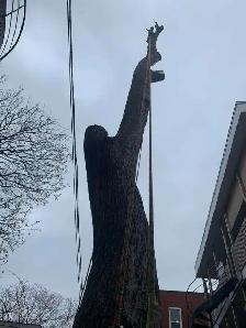 Service d'émondage / abattage / coupe d'arbres - 514-715-2726 - Photo 8