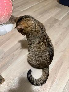 can for rehome - Photo 4