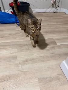 can for rehome - Photo 5