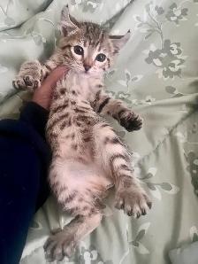 Savannah lynx - Photo 2