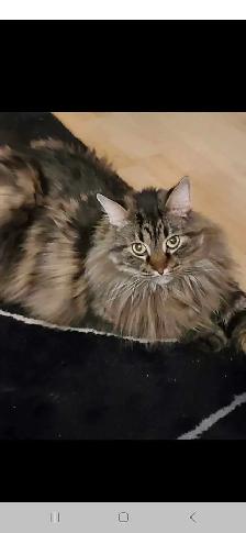 2 cats 4 sale - Photo 2