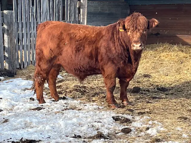 Limousin Bulls