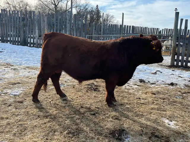 Limousin Bulls - Photo 2