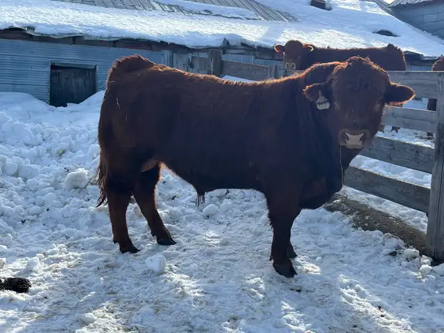 Limousin Bulls - Photo 3