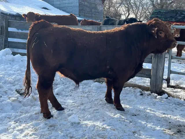 Limousin Bulls - Photo 4