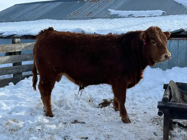 Limousin Bulls - Photo 5