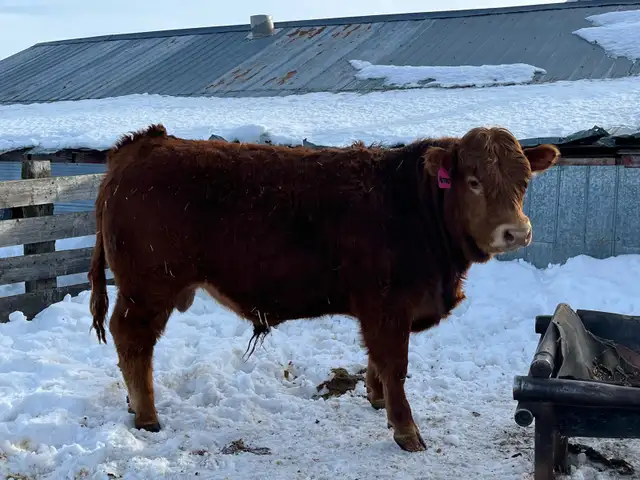 Limousin Bulls - Photo 6