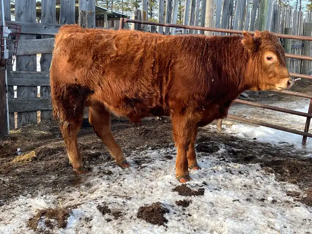 Limousin Bulls - Photo 7