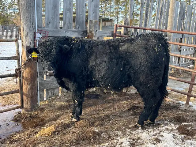 Limousin Bulls - Photo 8