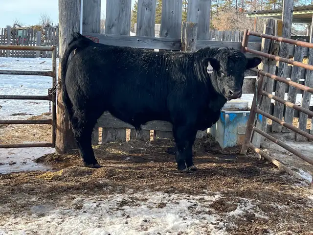 Limousin Bulls - Photo 9