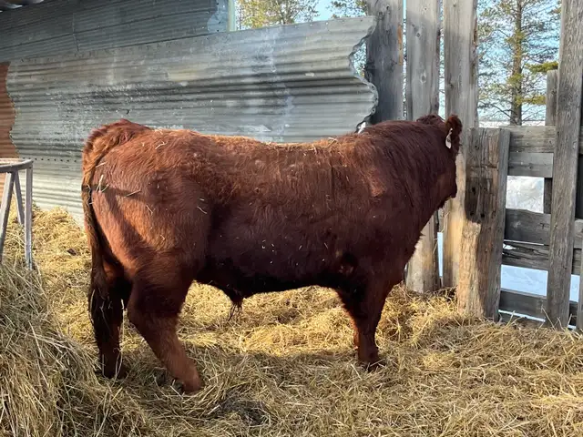 Limousin Bulls - Photo 10