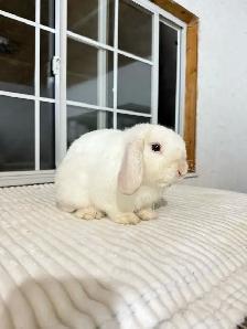 Sweet Male Holland Lop Bunny