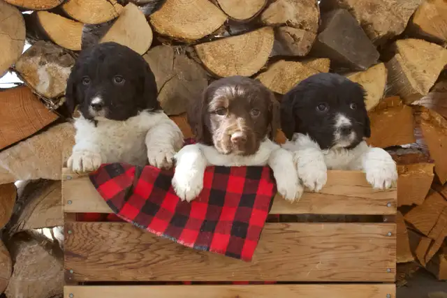 Springer spaniel puppies