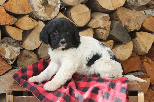 Springer spaniel puppies - Photo 2