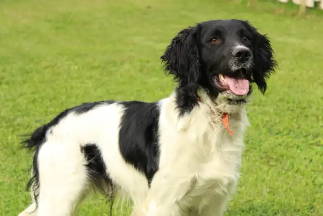 Springer spaniel puppies - Photo 5
