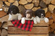 Springer spaniel puppies