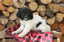 Springer spaniel puppies - Photo 2