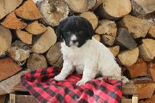 Springer spaniel puppies - Photo 3