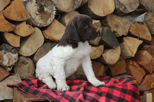 Springer spaniel puppies - Photo 4
