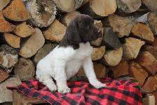 Springer spaniel puppies - Photo 4