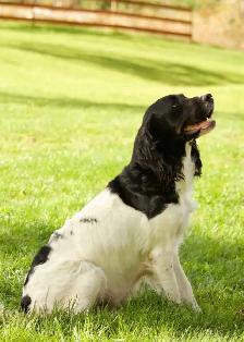Springer spaniel puppies - Photo 5