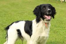 Springer spaniel puppies - Photo 6