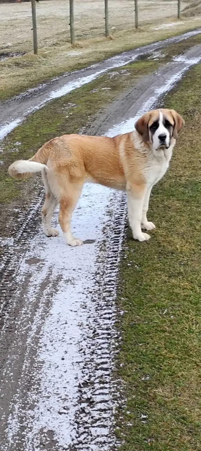 Gorgeous Saint Bernard× pup