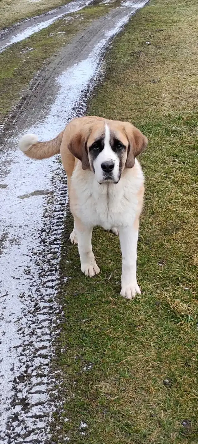 Gorgeous Saint Bernard× pup - Photo 2
