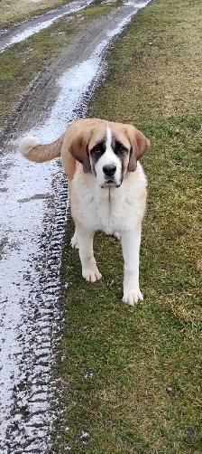 Gorgeous Saint Bernard× pup - Photo 2