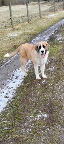 Gorgeous Saint Bernard× pup - Photo 3