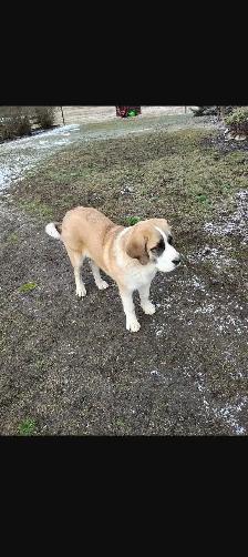 Gorgeous Saint Bernard× pup - Photo 4