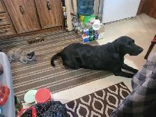 Looking for Pet friendly room rental - Photo 2