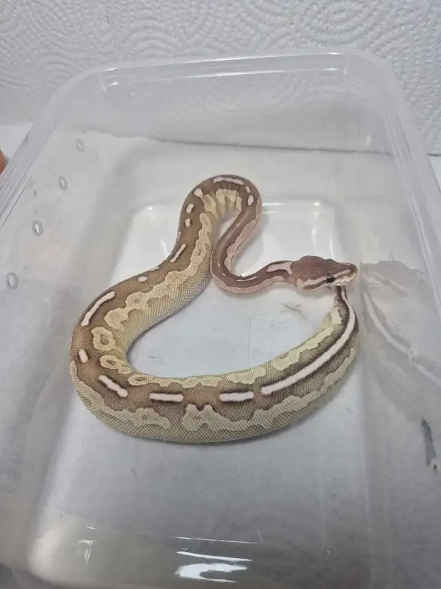 female juvenile ball python